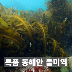 국내산 동해안 자연산 생 돌미역, 1개, 2kg