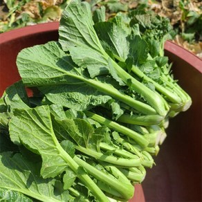 [자연맛남] 여수 산지직송 돌산갓 생갓 5kg 1박스