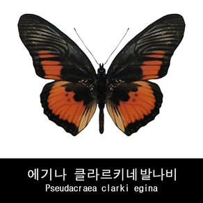 클라르키네발나비표본 Pseudacraea clarki egina