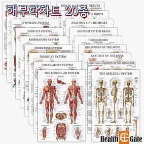 CM Pime USA 인체해부도 차트 병원액자 69X45cm 해부학차트20종, DMC-11, 액자추가