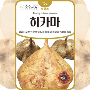 [주주씨앗] 히카마씨앗 10g 약 75립 잎순무 멕시코 감자 차이나루트 종자 씨 채소씨앗, 1개