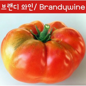 분홍 브랜디와인토마토 Bandywine Pink달콤한 희귀토마토 교육체험용 세트