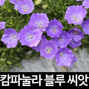 블루 캄파눌라 씨앗 초롱꽃 씨앗 꽃씨 꽃씨앗 100알, 1개