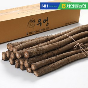 믿고 먹는 서안동농협 국내산 생우엉 (알뜰차용) 2kg, 1박스, 생우엉 알뜰(반찬용)