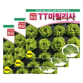 아시아종묘 씨앗 상추 TT마릴리사 300립 3ea, 3개