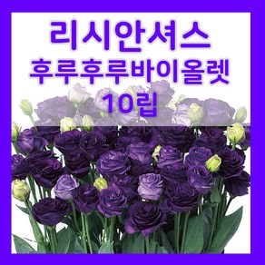 리시안셔스 씨앗 바이올렛 꽃 씨 키우기 9월 10월 파종 꽃도라지