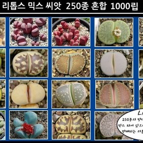 리톱스 나라 리톱스믹스 씨앗 1000립 lithops seed 250혼합 믹스, 1개