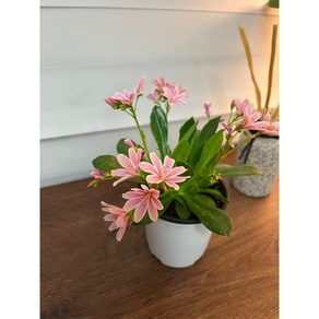 서비내 Lewisia 레위시아 (색상랜덤발송) 예쁜꽃 키우기좋은식물 다양한꽃 반려식물 인테리어 플랜테리어