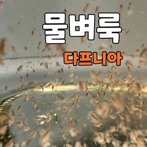 물벼룩 다프니아 1000마리, 1개, 650ml