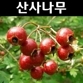 산사나무 묘목 실생2년 뿌리 3개/정원수 조경수, 3개