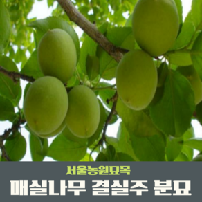 서울농원묘목/매실나무 묘목 왕매실나무 3년생 결실주 분묘, 1개