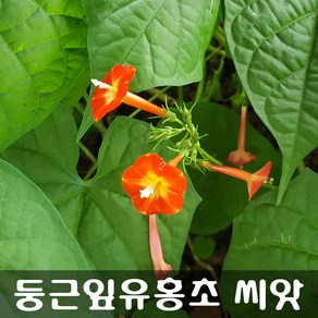 [해피플라워] 둥근잎유홍초 씨앗 300립 / 봄 여름 파종 덩굴식물 꽃씨