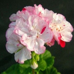 제라늄 10cm 뉴포트, 1개