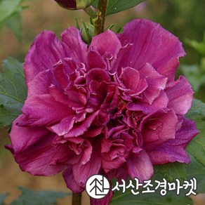 무궁화 묘목 겹꽃무궁화 프렌치카바레 레드 p9포트 개화주 나무 서산조경마켓, 1개