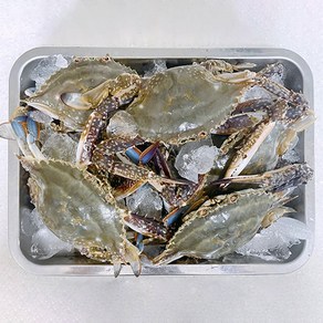 당일어업 신진도 빙장포장 활 가을꽃게, 1개, 3kg(9-15미)