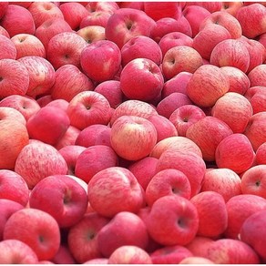 [안동산지직발송] 시즌아웃초특가 당도잘나오는 쥬스용 못난이사과, 1개, 10kg