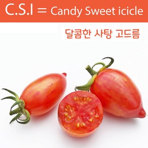 달콤한 사탕 고드름 Candy Sweet Icicle 달콤하고 희귀토마토 씨앗 교육 체험용, 1개