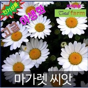 GR2/고급야생화/마가렛 씨앗 (100알 )