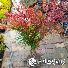 남천나무 묘목 키60~80cm 생울타리 서산조경마켓