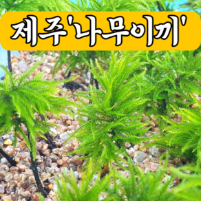 나무이끼 5촉 생이끼 테라리움 비바리움 팔루다리움 moss 제주, 5촉+서비스, 1개