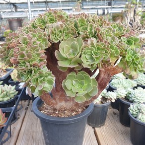 [수암다육] 할로윈 철화 단품 Aeonium 'Halloween' f. cristata 다육 다육이 다육식물 국민다육 203