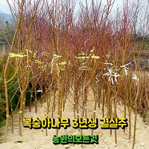 복숭아 묘목 결실주 3년생 4년생 백도 황도 천도(신비) 납작복숭아 백도 거반도, 1개, 분묘