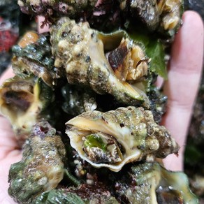 쫄깃쫄깃 고소한 바다 간식! 거제 맵고동 1KG, 1개