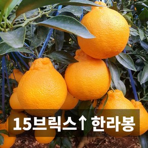 청담농수산 산지직송 당도보장 프리미엄 특품 제주도 한라봉, 1개, 한라봉 2kg (5-9과)