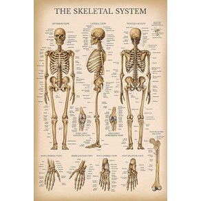 노 브랜드 빈티지 골격 시스템 해부학 차트 인간의 포스터 적층 0405pm, no fame
