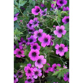 피어나라야생화 유럽쥐손이(드레곤하트), 1개