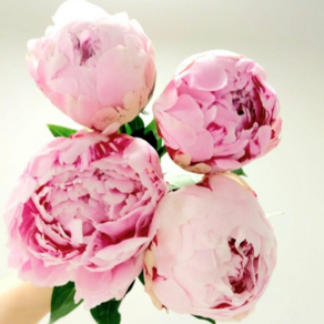 작약꽃 사라작약 4+4 행사 생화 꽃배달싼곳 양재꽃시장도매 온라인꽃집(~5/30 오전11시), 1개, 사라작약4송이(꽃만)