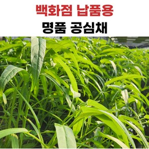 더좋은 공심채 모닝글로리, 1개, 1kg