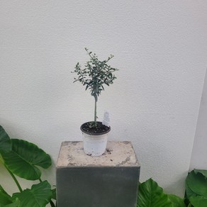 실내공기정화식물 가드닝 핫도그수형 올리브나무 외목대 35-55cm 179, 1개