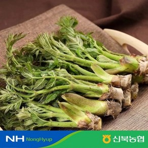 [신북농협 Peak!] 산지직송 국내산 참두릅 중품 (옵션선택), 1박스, 1kg