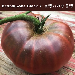 블랙 브랜디와인토마토 Black Bandywine 달콤한 희귀토마토 교육체험용 세트, 1개