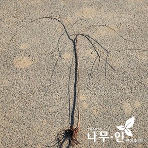 [나무인] 수양겹벚나무(능수홍겹벚) 접목묘목, 1개