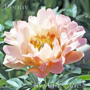 이토 작약(Itoh Peony) 숙근 입고 '이토 카니리 브릴리안츠'(2~3촉) 금강원예, 1개