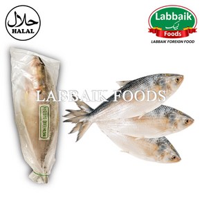 MIRAE Frozen Fresh Hilsha Fish 1.2kg (Bangladesh) 냉동 신선한 힐샤 생선