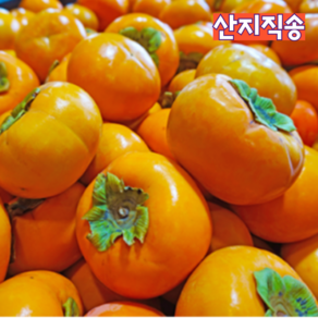 [산지직송] 농부직송 자연산 고당도 창원 진영 밀양 단감 정품 5kg, 1박스, 창원 북면 밀양 정품 고당도 단감 5kg