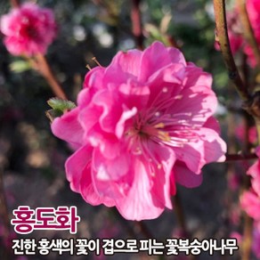 매화나무 묘목 - 설중매(홍매화/꽃매화) 접목1년 뿌리묘 1개, 홍도화