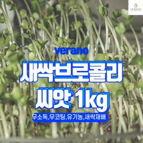 새싹 브로콜리 씨앗 1kg 무소독 무코팅 무농약, 500g, 1개