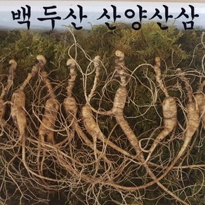 장뇌삼 산양삼 13년근 18년근 산양산삼 5뿌리 10뿌리 산양산삼 백두산