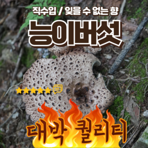 며느리약초 자연산 냉동 능이버섯 (특품) 1kg, 1개