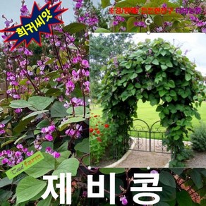 (희귀씨앗) 루비문 제비콩 5립