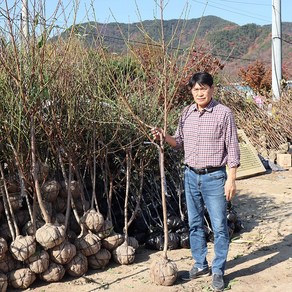 복숭아나무 묘목 3년생 4년생 결실주 백도올유명 황도 신비 천도, 1개, 천도 (신비) 4년생