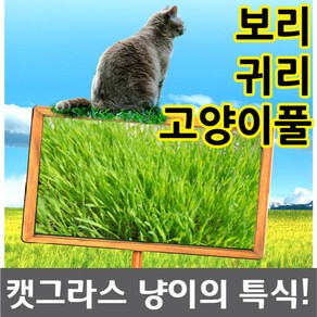 캣그라스 캣글라스 캣닢 귀리씨앗 보리씨앗 새싹 씨, 1개