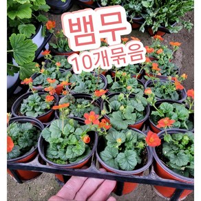 뱀무꽃 10개묶음/꽃 색이 너무 매력적인 뱀무꽃, 10개