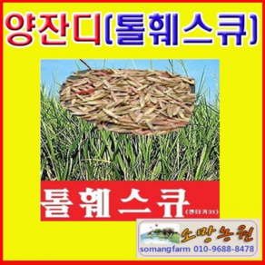 (LT)조경용씨앗 양잔디씨앗(톨훼스큐) 1kg, 1개