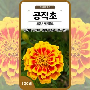 프렌치메리골드씨앗 공작초씨앗 종자 100립 꽃씨 몰 봄 여름 가을 꽃씨앗, 1개