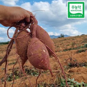 24년 햇밤고구마 햇고구마 퍽퍽한밤고구마 꿀고구마, 베니하루카고구마, 대, 2kg, 1개